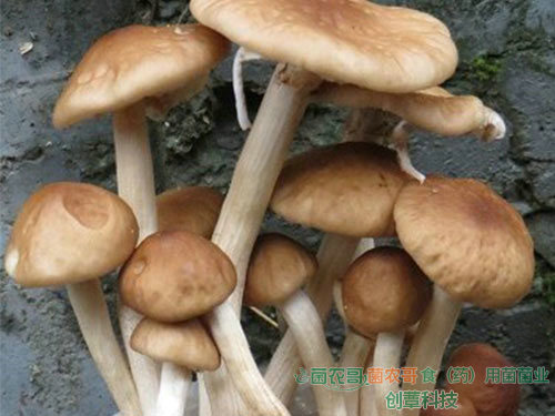 茶樹菇袋栽 茶樹菇袋栽